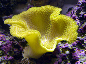 Yellow Toadstool Leather Coral for Sale