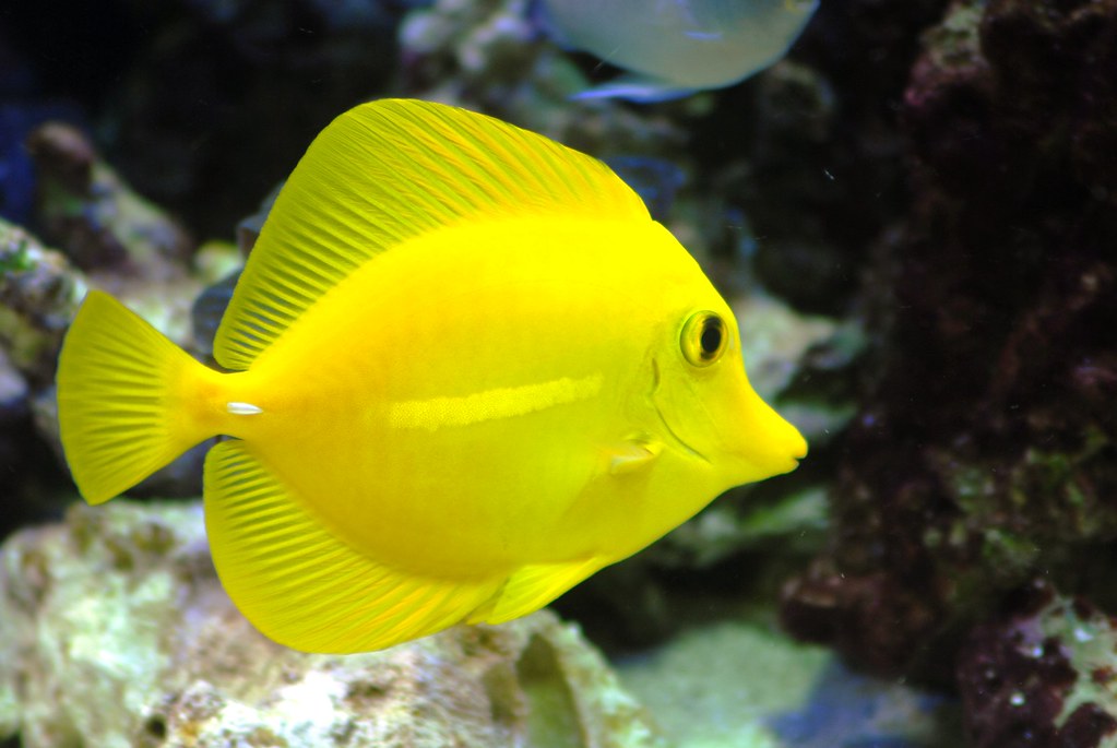Yellow Tang for Sale