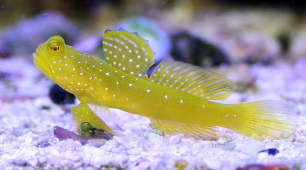 Yellow Watchman Goby for Sale